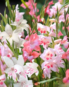 Gladiolus Nanus Mix